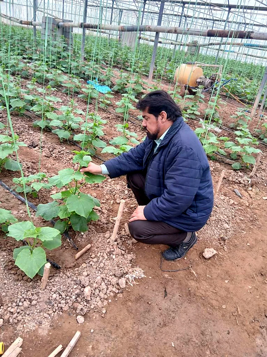 Examining greenhouse crop development