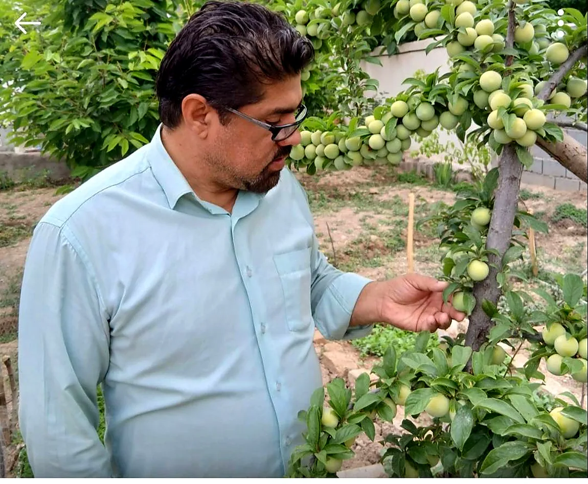 Reviewing fruit development in an orchard