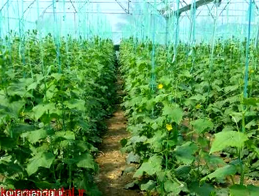 Archival greenhouse view